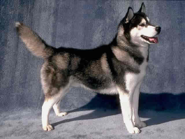 siberian_husky 