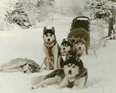 mushing