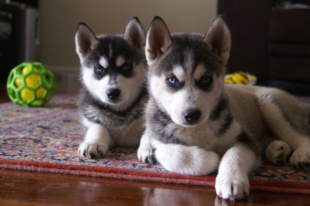 siberian-husky[1].jpg