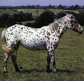 koník appaloosa