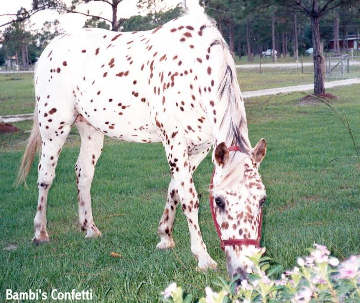 apaloosa