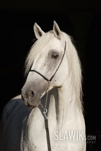 Lipizzaner Maestoso Roxana