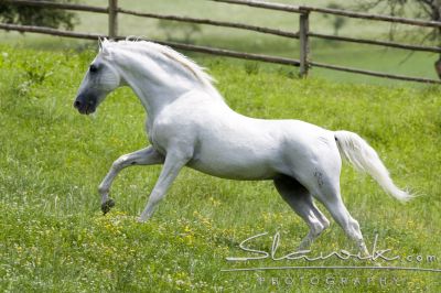 Lipizzaner Pluto Bresciana 