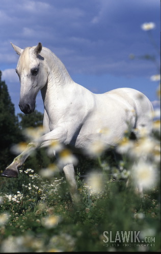 Lipizzaner