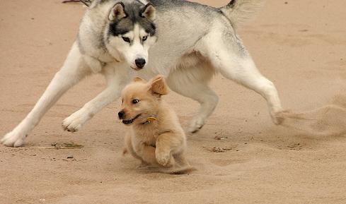 zlatý retriver a sibírsky husky