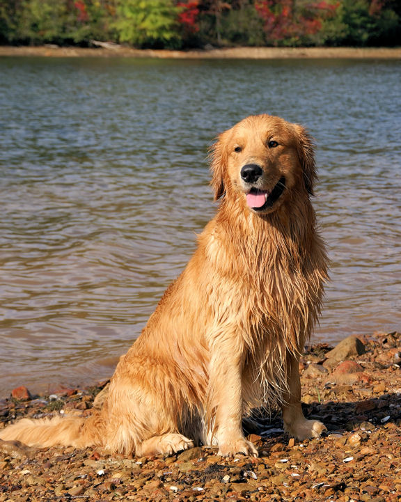 golden_retriever