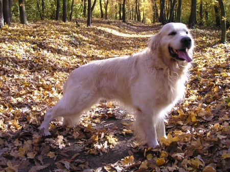 zlatý retriever v lese