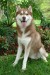 siberian_husky brown