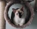Siamská mačka v domčeku