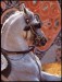 appalossa horse