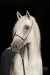 Lipizzaner Maestoso Roxana