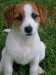 jack_russell_