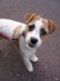 Jack_Russell_Terrier_:P