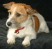zosia-Jack-Russell-Terrier[1].jpg